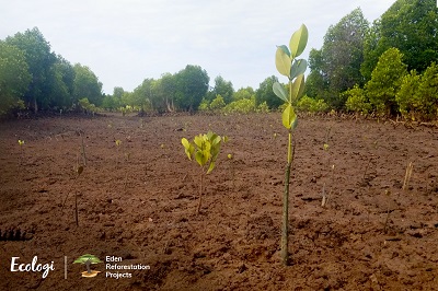 Ecologi and Eden Reforestation tree planting projects in Madagascar